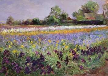 Iris Field and Two Cottages